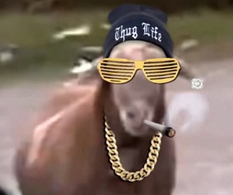 Meet the most gangstas animals in Animal Thug Life compilations - TRACE